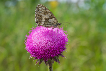 Butterfly's breakfast.
