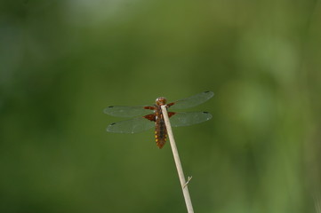 Libelle beim Fressen