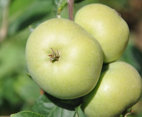 pommes