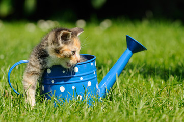Katzenkind in Blumenkanne
