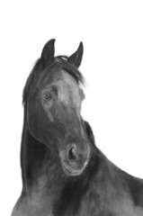 black horse black&white