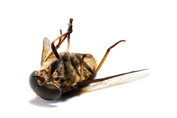 dead insects 4