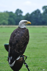 Bald eagle portrait