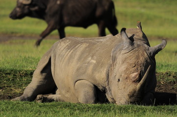 Rhinoceros (Rhinocerotidae), lake Nakuru, Kenya © PROMA