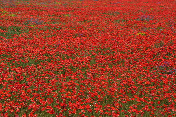 Obraz premium coquelicots 48