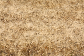 Wheat Field
