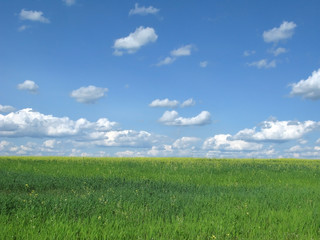 Meadow with green grass and blue sky with clouds