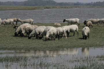 moutons de prés salés