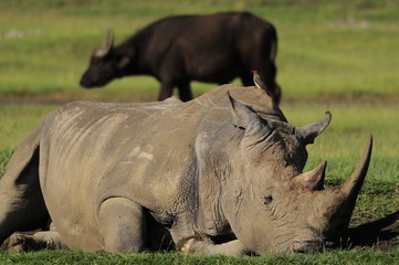 Rhinoceros w Buffalo in the background in lake Nakuru, Kenya