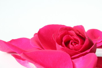 Rose mit Freifläche