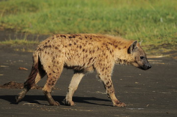 The Spotted Hyena (crocuta crocuta), lake Nakuru, Kenya