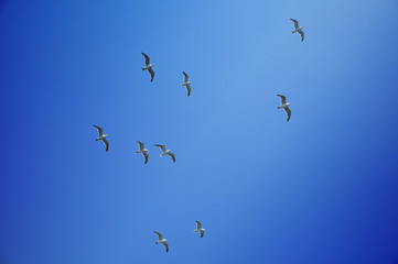 sea gulls flying in the sky