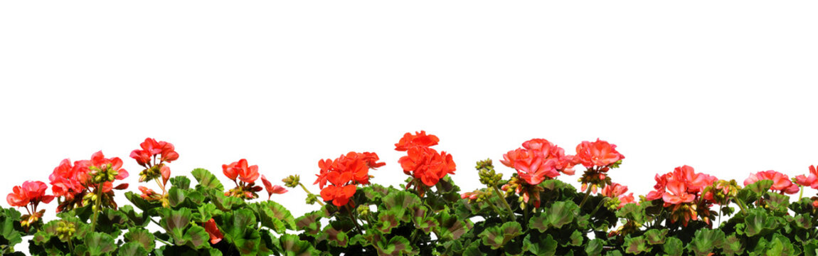 Blumen 142