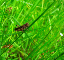 grasshopper on a green lawn