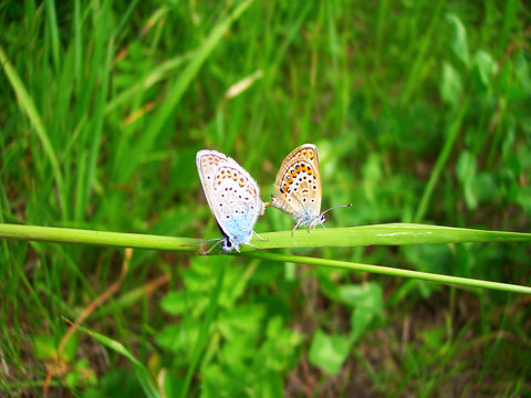 Two butterflies on a blade of grass making love
