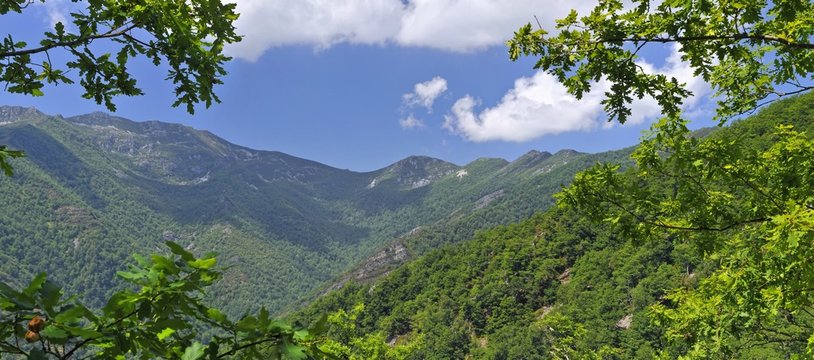 Paseo por el bosque
