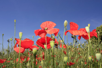Obraz premium tiges et pétales de coquelicots