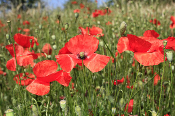 champs de coquelicots sauvages