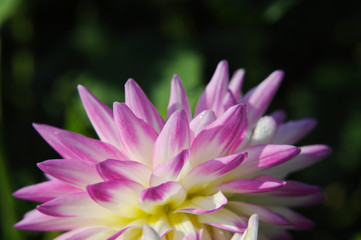 Dahlien. Zarte Blume. Natur Farben