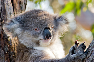 Fototapeta premium Koala with piercing eyes