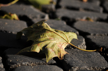 Herbst, Scönheit in der Natur