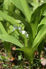Fototapeta premium lily of the valley