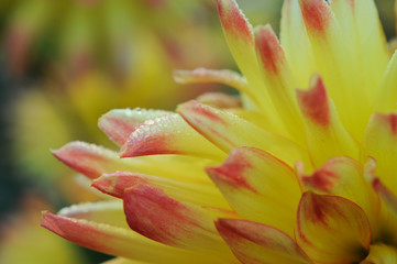 Fototapeta na wymiar Dahlien. Zarte Blume. Natur Farben