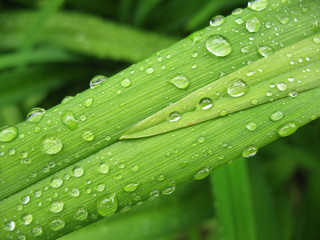 Raindrops on sheets Hemerocallis.