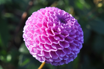 Dahlien. Zarte Blume. Natur Farben