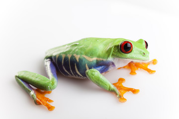 Green frog