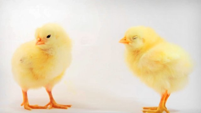 Yellow twins