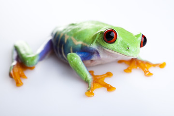 Red eyed tree frog