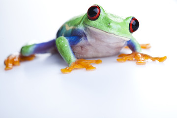 Small animal red eyed frog