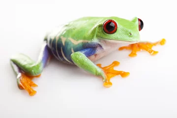 Crédence de cuisine en verre imprimé Grenouille Green frog
