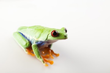 Tree frog