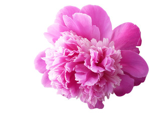 Gentle pink peony on a white background
