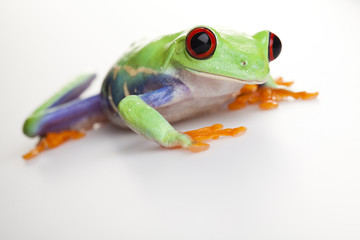 Frog - small animal red eyed