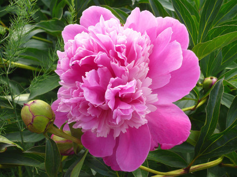 Fototapeta Gentle pink peony