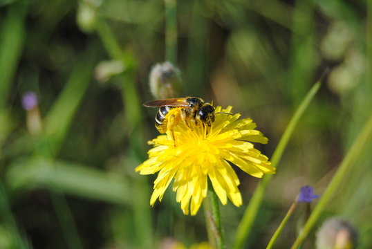 abeilles