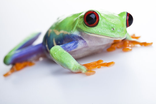 Small animal red eyed frog