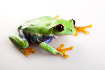Green frog