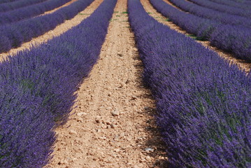 champs de lavande