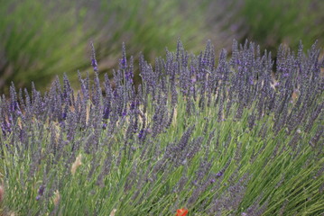 provence