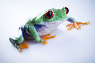 Red eyed tree frog