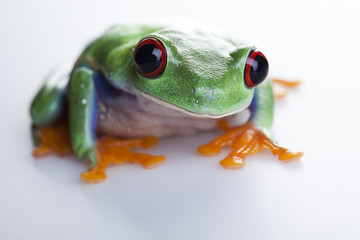 Green frog