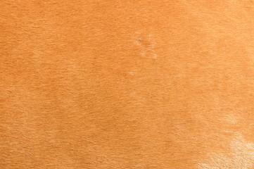 excellent natural horse fur background for your design