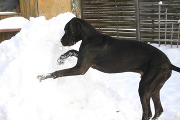 Deutsche Dogge am Schneehaufen