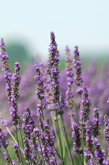 Lavanda in fiore