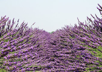 Lavanda nel campo