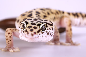 Gecko portrait!